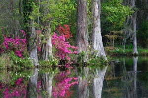 South Carolina Cypress Swamp