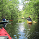 Group of Kayakers making way through Wambaw Creek