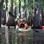 Kayaker paddling through cypress swamps in Wambaw Wilderness Creek